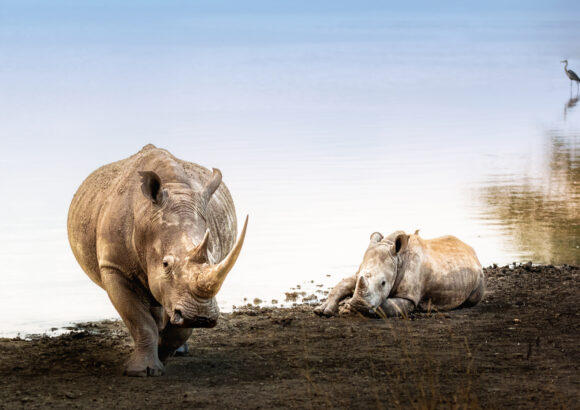 Wildlife Conservation